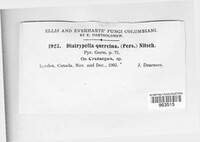 Diatrypella quercina image